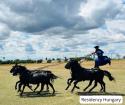Discover the Hortobágy National Park